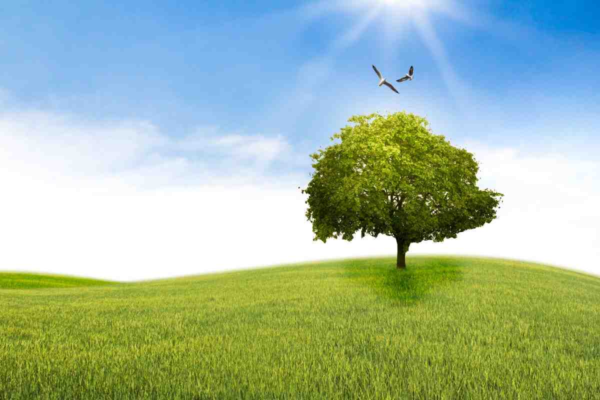 tree and birds